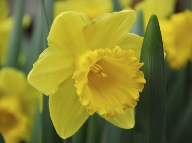 Narciso narciso amarelo flor