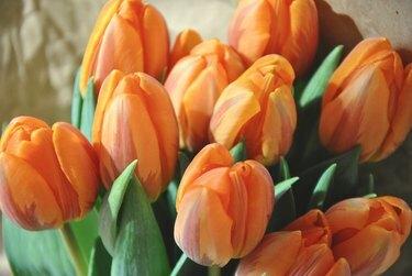 Oranssit tulppaanit