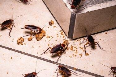 infestação de baratas dentro de casa, foto à noite, insetos no chão comendo restos de comida