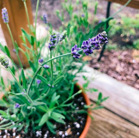 Lavendel (Lavandula angustifolia)