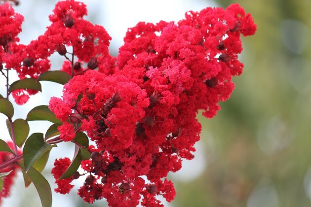 Crepe Myrtle Flower