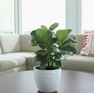 Plantas Home Depot