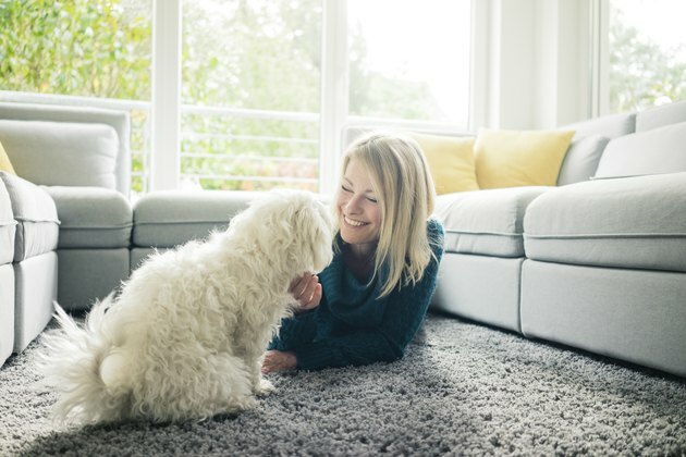 Gülümseyen kadın köpeğini oturma odasında sevişme