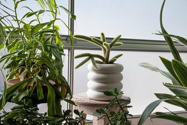 plantador de empilhamento grande