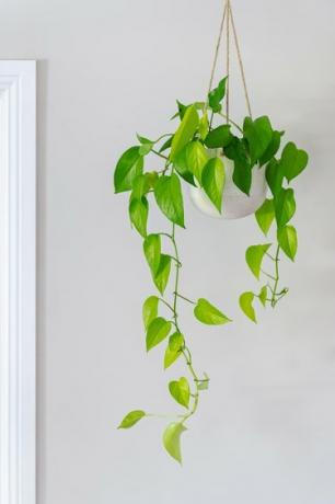 Devils ivy golden pothos комнатное растение лоза в подвесном горшке возле дверного проема