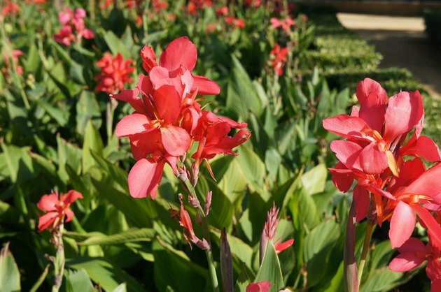 Canna indica eller kana firebird røde blomster