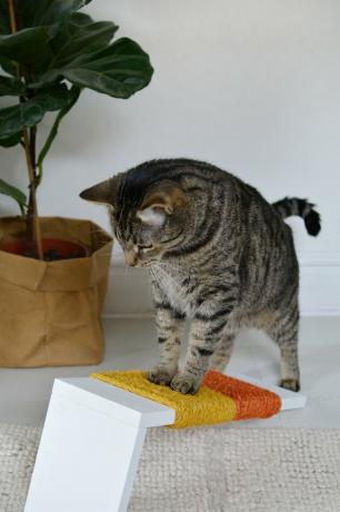 Katė žaisdama su oranžinės ir geltonos spalvos įbrėžimo stulpu