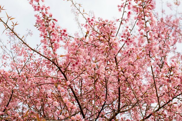 Inquadratura dal basso di Cherry Blossom Tree