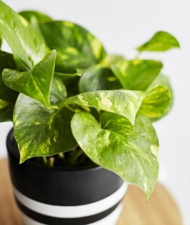 Auksinė Pothos