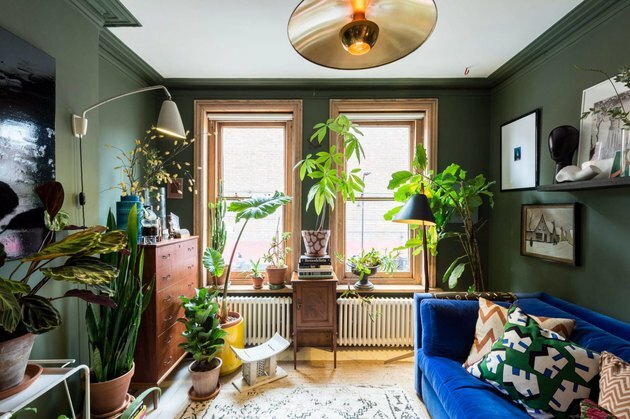 spalvos, derinamos su žalia, ryškiai mėlyna sofa ir geltona plantacija su daugybe augalų