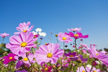 Fleurs colorées de cosmos contre le ciel bleu clair