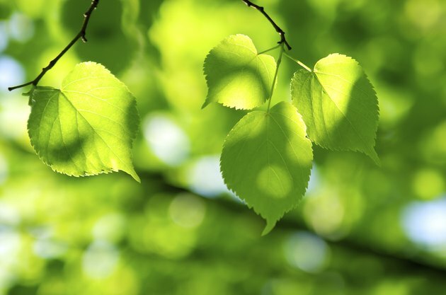 Hojas verdes en la luz del sol