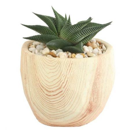 amazon haworthia succulent