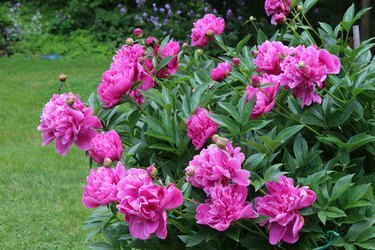 Peonbusk lastet med rosa blomster i hagen