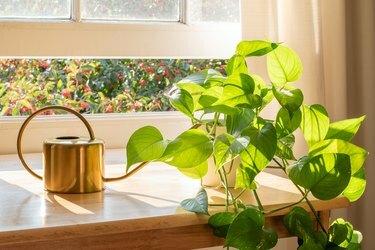 Το Potted Devils Ivy φυτεύει μέσα σε ένα όμορφο νέο διαμέρισμα ή διαμέρισμα.
