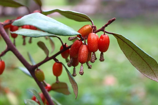 Primul fruct Elaeagnus pungens