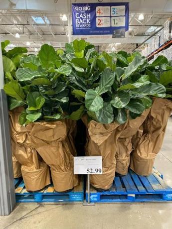 Een pallet met zeer grote vioolbladvijgenplanten op een pallet in Costco.