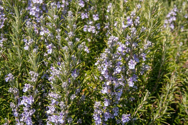 Prim-plan al unei plante de rozmarin înflorit (Rosmarinus officinalis), o plantă lemnoasă, perenă, cu frunze parfumate, perenă, asemănătoare acului și flori purpurii, native din regiunea mediteraneană, Italia