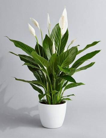 Vrede Lily Plant