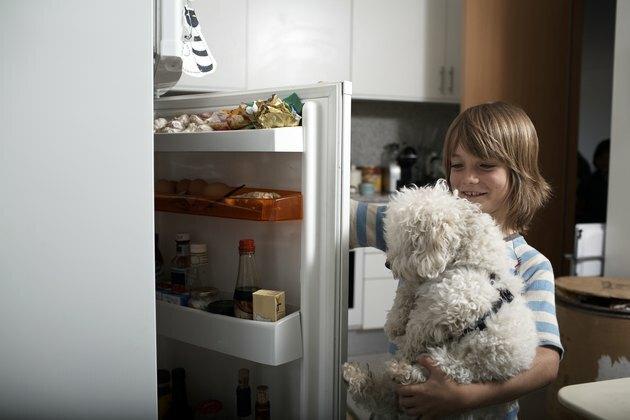 ragazzo e cane guarda in frigorifero