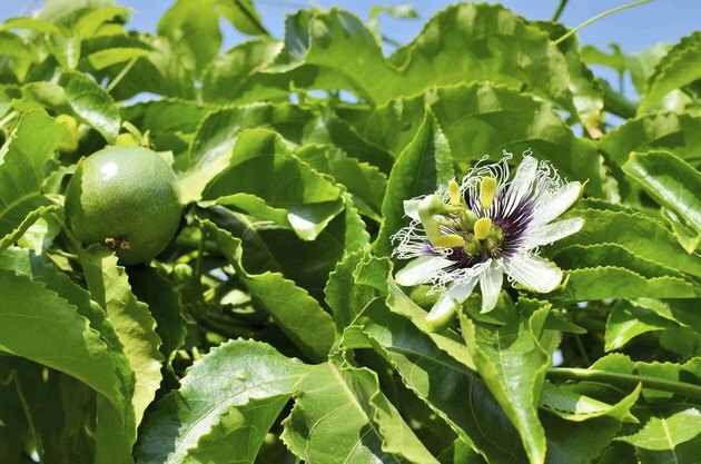 Passiflora edulis blomst