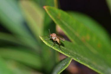 Mosquito de fungo em uma folha de Oleandro.