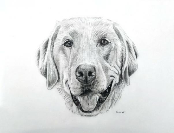 Retrato de cachorro desenhado à mão