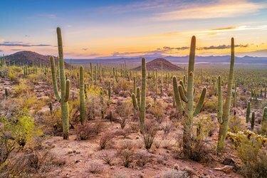 Saguaron kaktusmetsä Saguaron kansallispuistossa Arizonassa