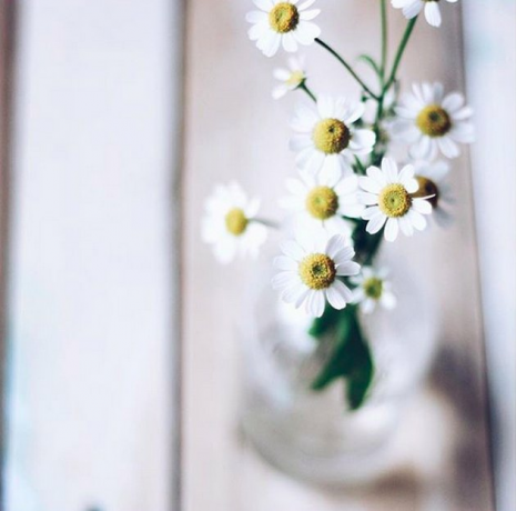 Kamillebloemen (Matricaria recutita)