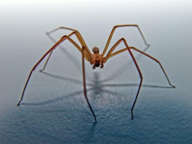 Araña reclusa parda, Arizona, Estados Unidos, EE.UU.