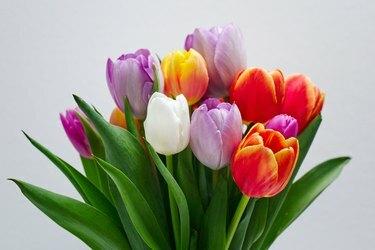 Violetinių, oranžinių, geltonų ir baltų tulpių puokštė