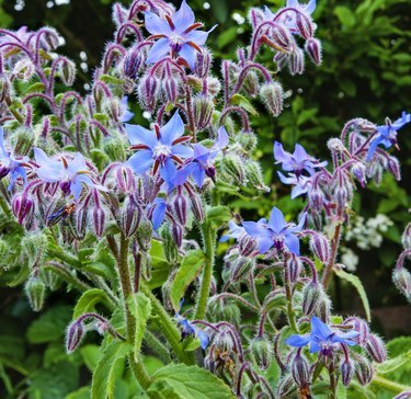 Borágónövény / gyógynövény (Borago officinalis) napfényben, kék virágok.