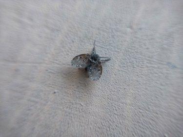 Drain Fly - Clogmia albipunctata na parede.