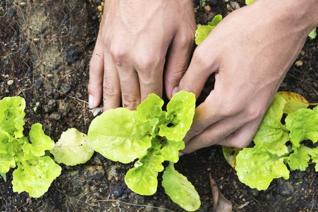 Å plante grønnsakshage