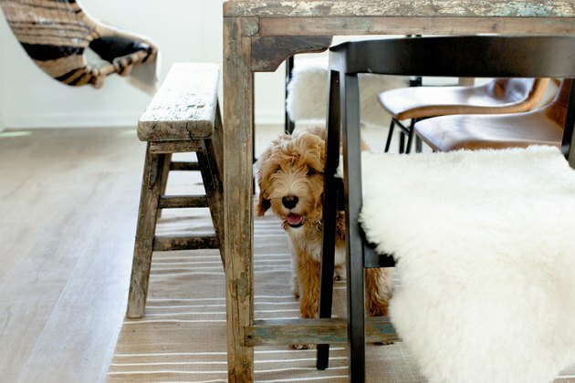 hund kigger på kamera fra nedenunder køkkenbord med tæppe under