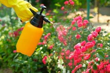 Conceito de controle de pragas. Frasco de spray para jardim com pesticidas que pulverizam flores de rosas.