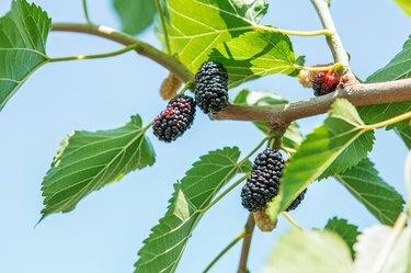 Frische Maulbeeren, schwarze reife und rote unreife Maulbeeren