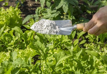 Jardineiro polvilhe terra diatomácea (Kieselgur) em pó para repelente de insetos orgânico não tóxico em salada em horta, insetos desidratantes.