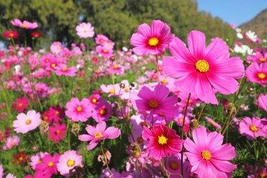 Fleurs de cosmos