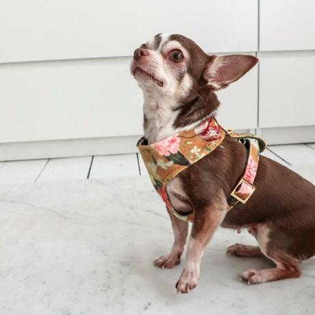 Arnês PRUNKHUND