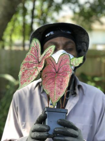 figura segurando uma planta hypoestes