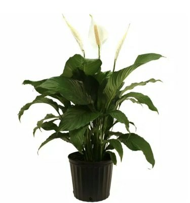 Plantas Home Depot