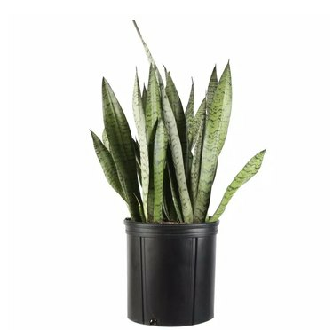 Plantas Home Depot