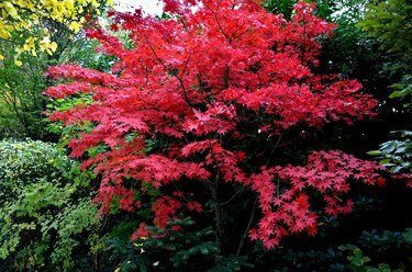Blodgodt bakteppe av en japansk hage. Det er en høyere busk av luftvane. tykkere kronen for å skape en relativt kompakt habitus. bladene er dyp røde, vanligvis syv-fliket, endrer ikke farge i løpet av sesongen og forblir dypt farget til aut.