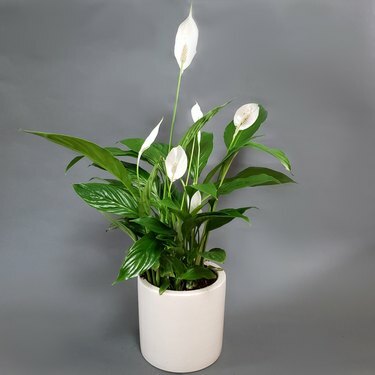 Peace Lily Plant valkoisessa istutuskoneessa