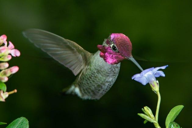 Colibri masculi vizitează floarea albastră