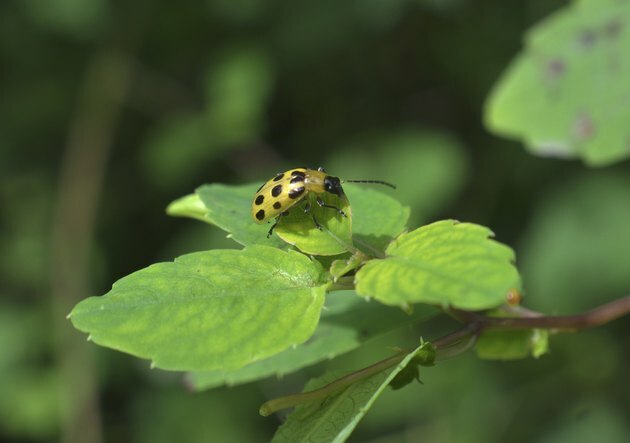 Agurkbille