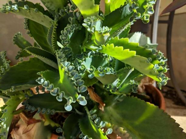 Mãe de milhares, planta de chapéus mexicanos (Kalanchoe pinnata)