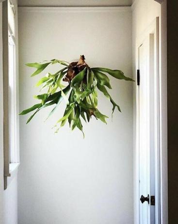 Staghorn Fern plant gemonteerd op een witte muur.