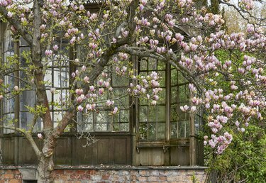 En vårdag i Mecklenburg Vorpommern blommar magnoliaträd med rosa och vita blommor.